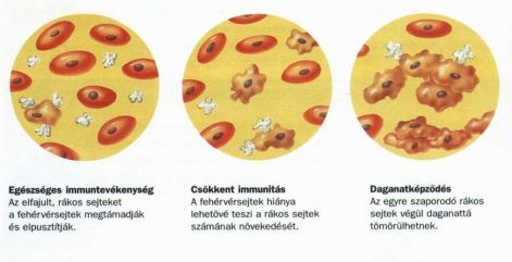 Feltöltés alatt